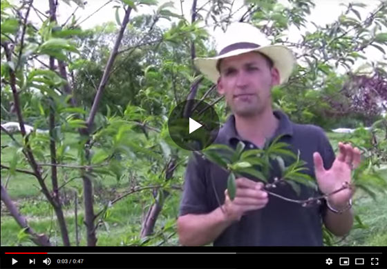 Benefits of Fruit Thinning: Thinned Fruit vs. Non-Thinned pt 1 Video