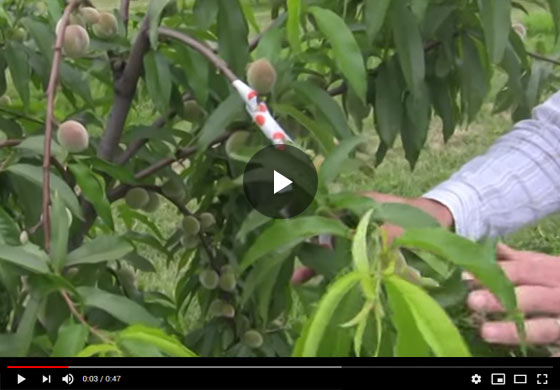 Benefits of Fruit Thinning: Thinned Fruit vs. Non-Thinned pt 2 Video