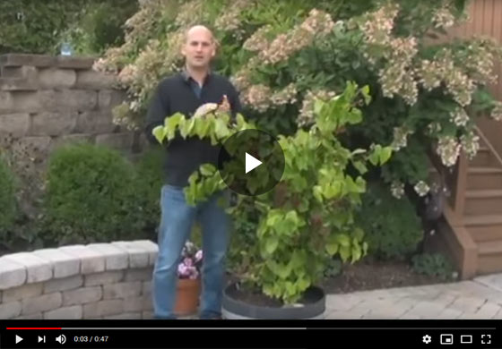 Continuously Fruiting Grape Video