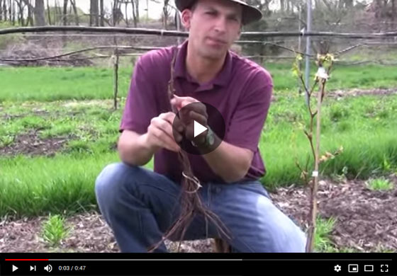 Difference Between Bareroot Grape Plant and New Wow Fruit Now Video