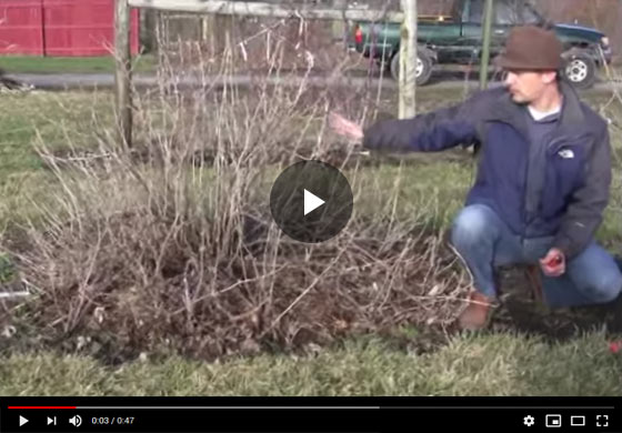 Difference Between Trained and Untrained Currant Plants Video
