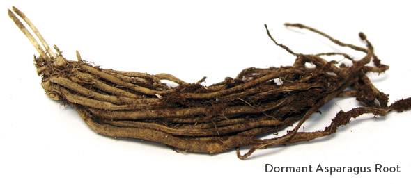 Dormant Asparagus Root