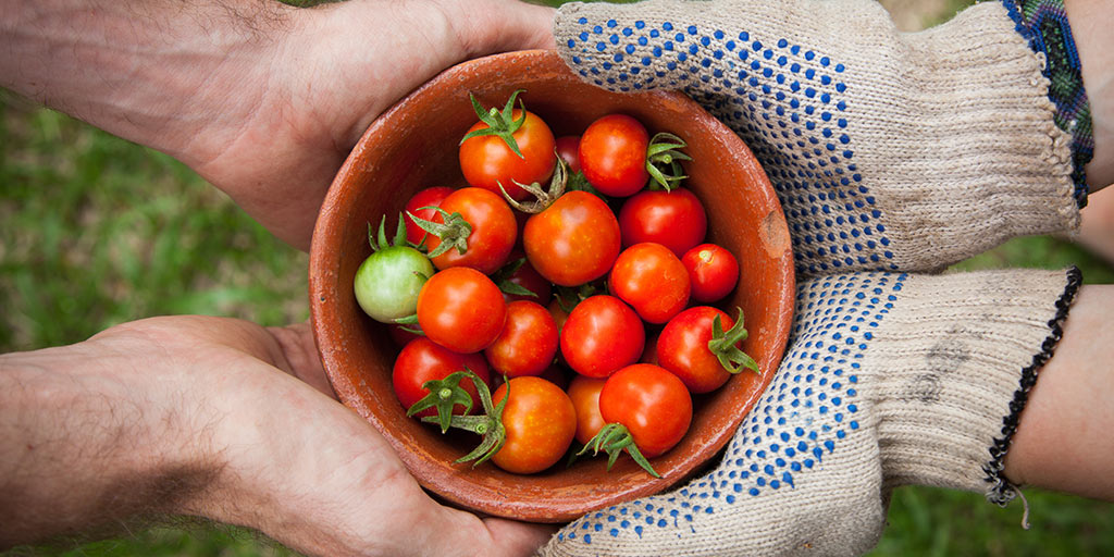 What is the Best Soil for Tomato Plants?