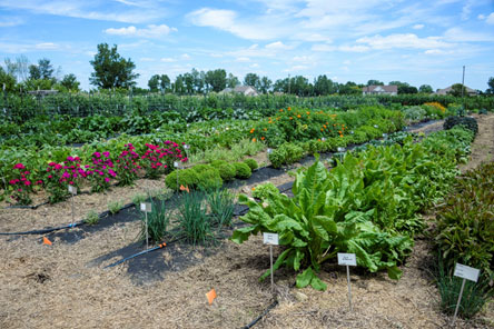 Vegetable garden at the Gurney's Farm