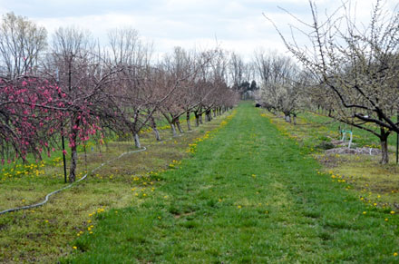 The first signs of spring at the Gurney's Farm orchard