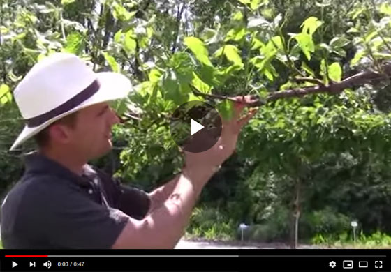 Grape Production After Pruning Video