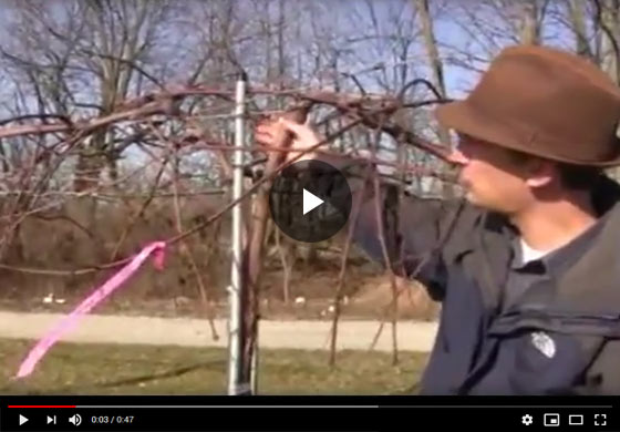 Grape Vine Pruning in Late Winter and Early Spring Video