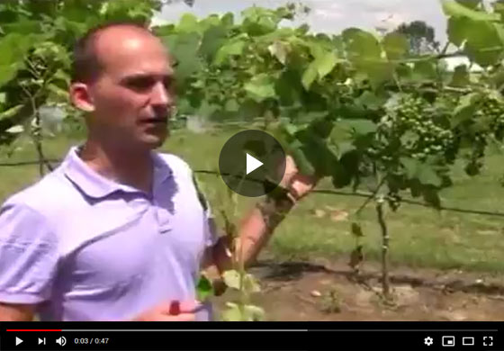 How to Care for Grapes - Fruit Thinning Video