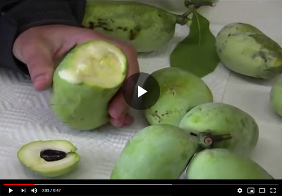 How to Cut and Serve Pawpaw Fruit Video