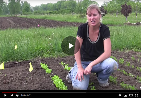 How to Grow Lettuce from Seed Video
