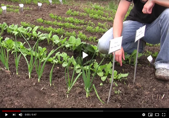 How to Grow Radishes from Seed Video