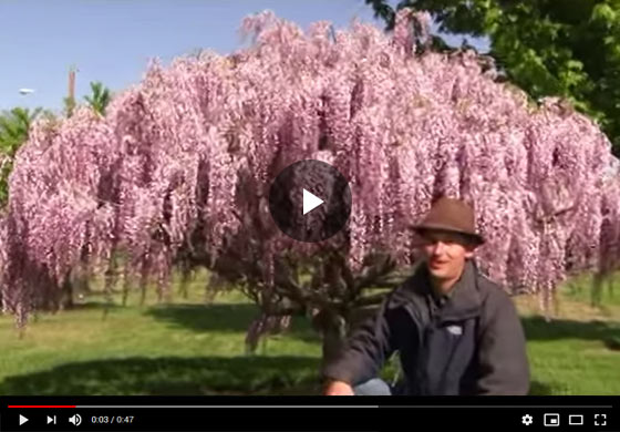 How to Grow Wisteria Vine as a Tree Video