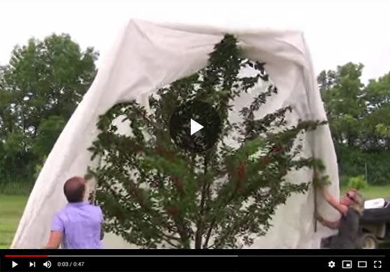 How to Install Tree Netting on Large Trees Video