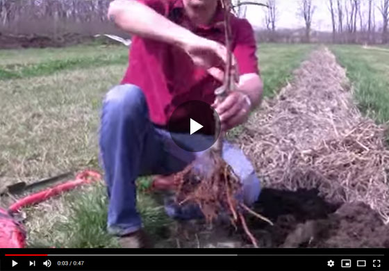 How to Plant a Fruit Tree Video