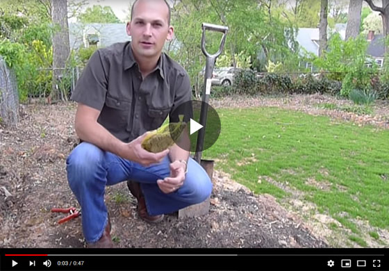 How to Plant Rhubarb Video