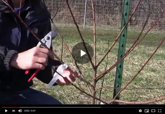 How to Prune a 2 year old Peach Tree Video