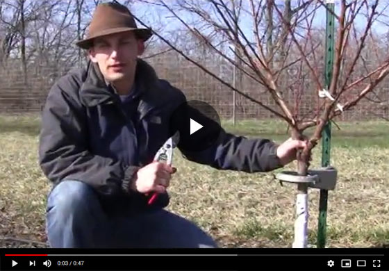 How to Prune a 3rd-year Peach or Stonefruit Tree in Early Spring Video