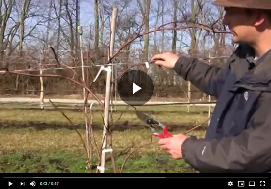 How to Prune a Grape Vine with Two Primary Shoots Video
