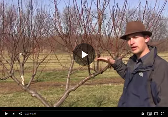 How to Prune a large, four-year-old Peach Tree in Late Winter Video