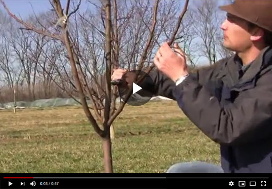 How to Prune a Mature Pear Tree in Early Spring Video