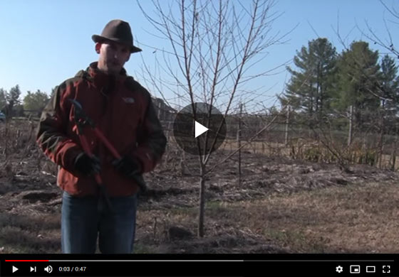 How to Prune a Medium-Size Peach Tree Video