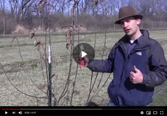 How to Prune an Apple Tree in Late Winter and Early Fall Video