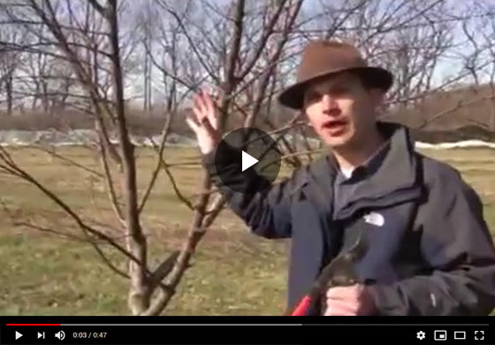 How to Prune an Old, Neglected, Out of Control Fruit Tree in Early Spring Video