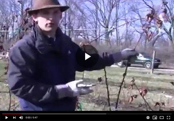 How to Prune and Care for Blackberry Plants in Early Spring Video