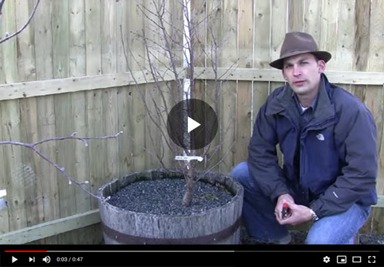 How to Prune Bush Cherry Tree Plants in Early Spring Video