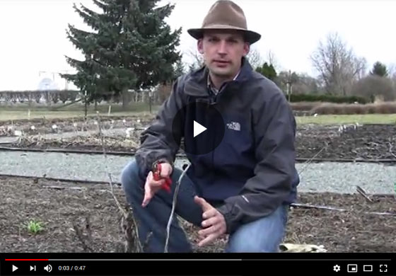 How to Prune Tree Peonies in Late Winter, Early Spring Video
