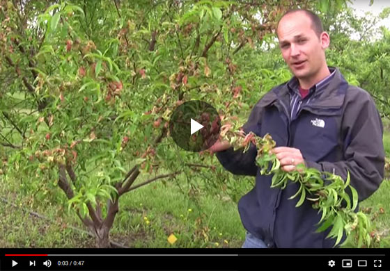 How to Spot Peach Leaf Curl & Grow the Perfect Peach Tree Video