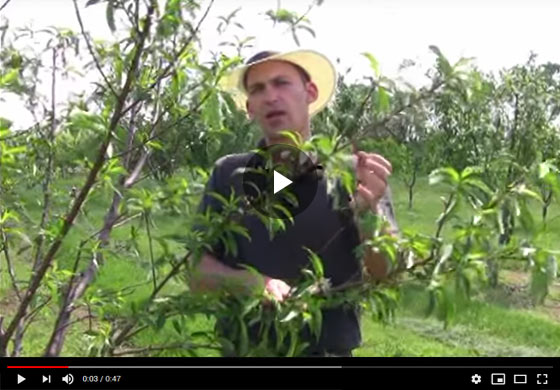 How to Thin Fruit, Basic Fruit Thinning Tips Video