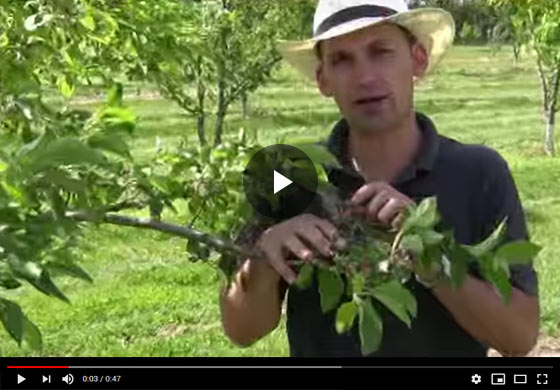 How to Thin Fruit on Apple Trees Video