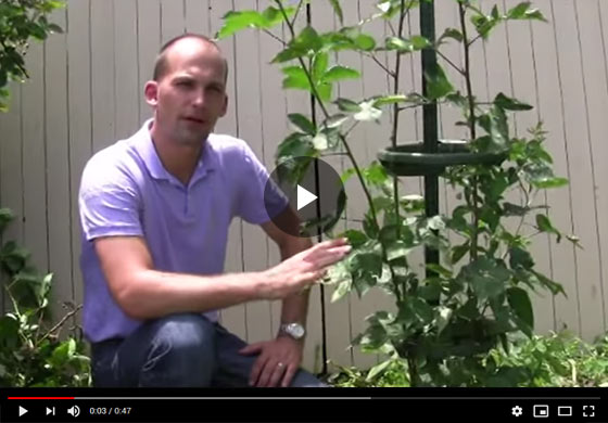 How to Use the Easy Pickin's Blackberry Trellis Video