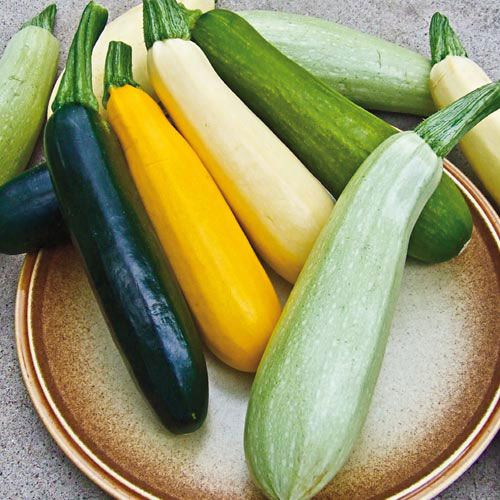 It’s a Summer Squash Takeover!