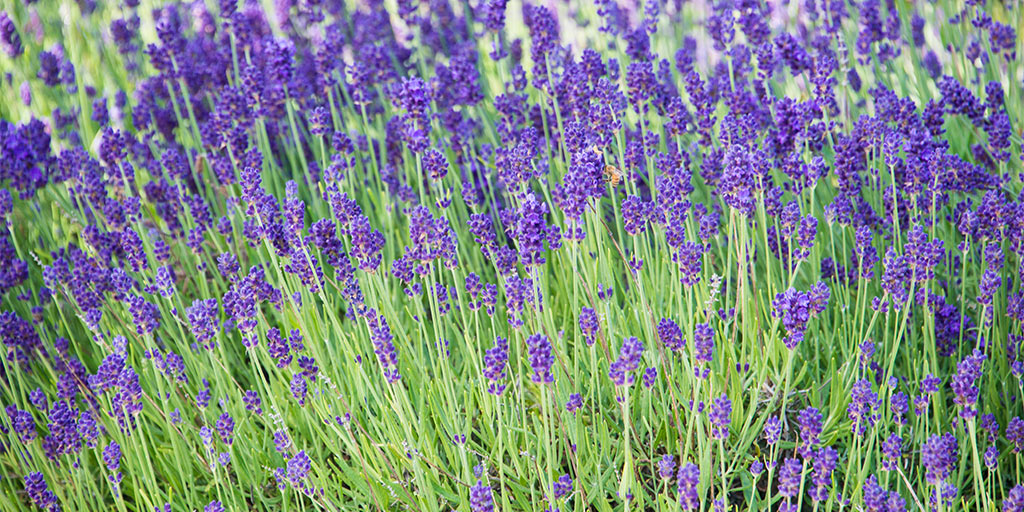 How to Grow Lavender
