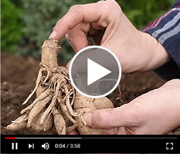 Miscellaneous Roots and Tubers Video