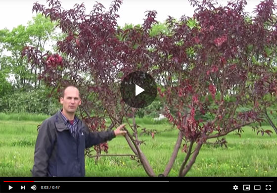 Overgrown Peach Tree Pruning Success Video