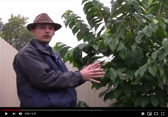 Pawpaw Trees Video