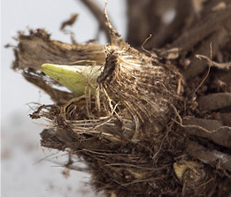 Dormant Perennial Roots