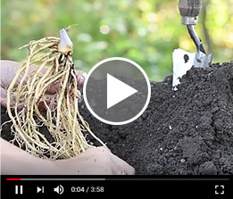 Dormant Perennial Roots Planting Guide Video