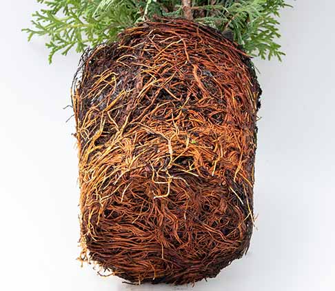 Pot Bound Roots