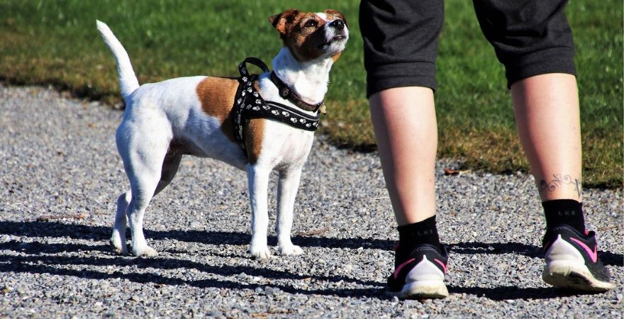 Trainer Shoes with Dog