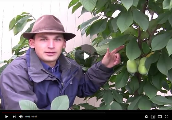 When to Pick Pawpaw Fruit Video